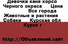 Девочки кане корсо. Черного окраса.  › Цена ­ 65 000 - Все города Животные и растения » Собаки   . Курская обл.,Курск г.